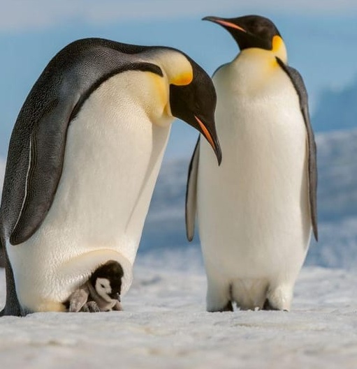 pinguim imperador