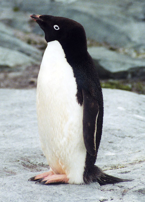pinguim adelia