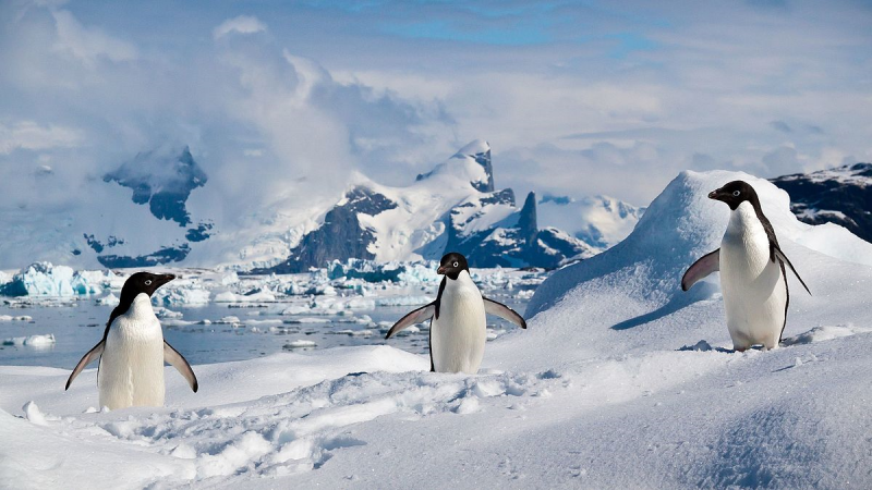 pinguins
