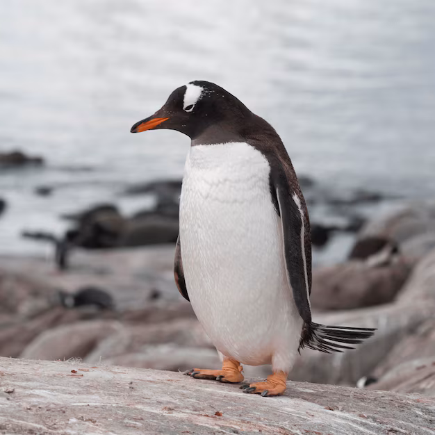 pinguim gentoo