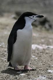 pinguim barbicha